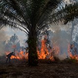 Indonsie na Borneu ve velkm vypaluje prales kvli pstovn palmy olejn.