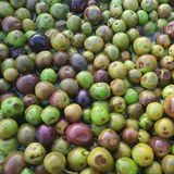 Olivy, které vyrostly na ostrově Šolta. Právě z nich rodina Kláry Doležalové...