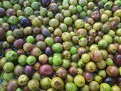 Olivy, které vyrostly na ostrov olta. Práv z nich rodina Kláry Dolealové...