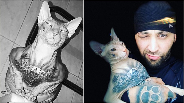 Ruský bloger nechal svou kočku potetovat kérkami gangů. 