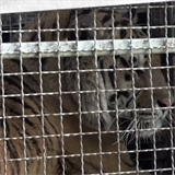 V Polsku nalezli tygry v malch klecch.