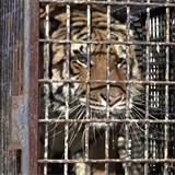 V Polsku nalezli tygry v malch klecch.