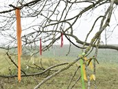 Tyto praporky byly na vtve stromu povené bhem pietního aktu, který se...