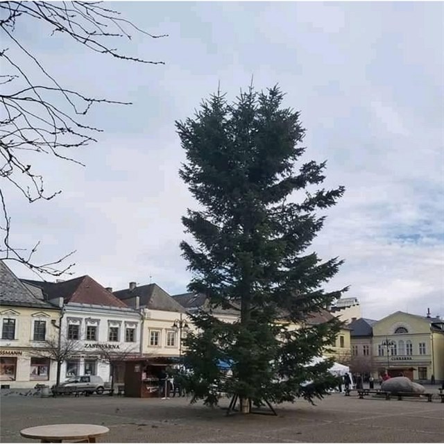 Titul pro nejhnusnější strom aktuálně drží v Bruntálu.