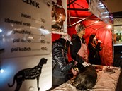 S vánoním prodejem ps u mají aktivisté v Brn svou zkuenost.