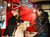 S vánoním prodejem ps u mají aktivisté v Brn svou zkuenost.