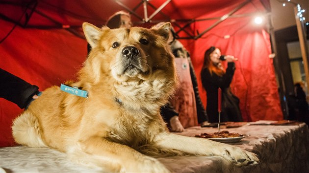 S váno�ním prodejem ps� u� mají aktivisté v Brn� svou zku�enost.