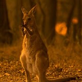 Rozsáhlé požáry v Austrálii už stály život stovky milionů zvířat.