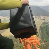 Australané shazují zeleninu z letadel, aby nakrmili hladovějící zvířata.