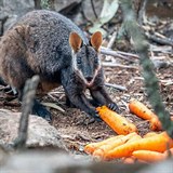 Australané shazují zeleninu z letadel, aby nakrmili hladovějící zvířata.