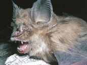 V ín se jí vechno, netopýi jsou vak oblíbenou pochoutkou také v Indonésii.