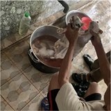 Vietnamci vaří pastu z černých koček, podle nich léčí koronavirus.