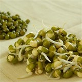 Naklíčené fazole mungo jsou skvělé do salátů i jako ozdoba hotových jídel.