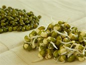 Naklíené fazole mungo jsou skvlé do salát i jako ozdoba hotových jídel.