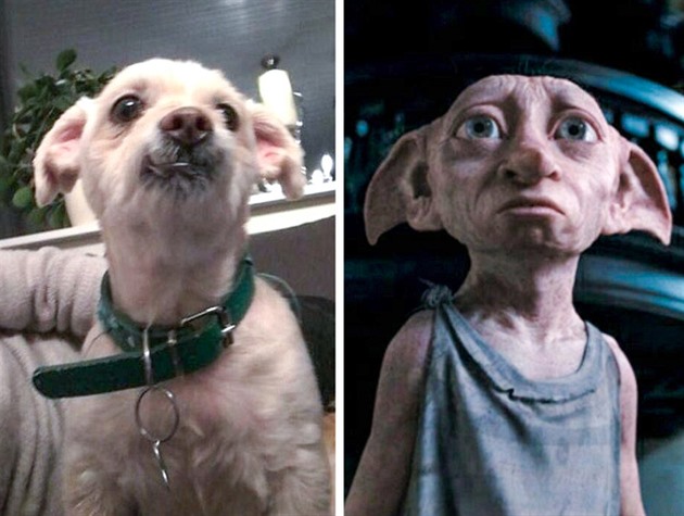 Dobby