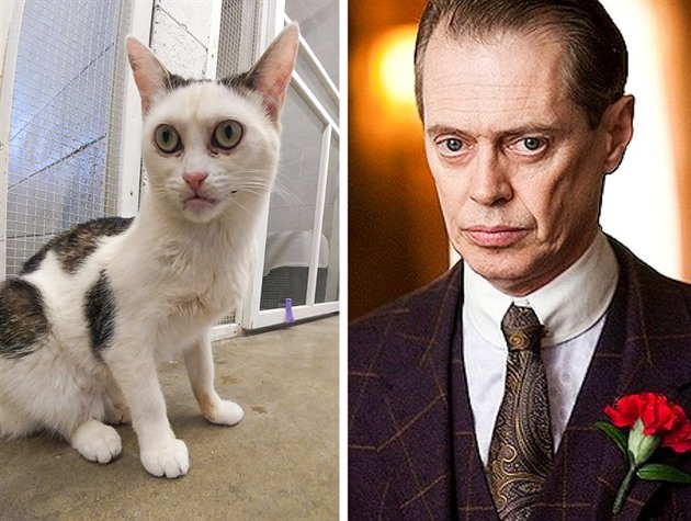 Stev Buscemi