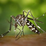 Komáři tygrovaní berou Evropu útokem.