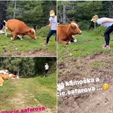 Lucie Šafářová si  v rakouských Alpách chtěla pohladit volně se pasoucí krávu....