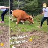 Lucie Šafářová si  v rakouských Alpách chtěla pohladit volně se pasoucí krávu....