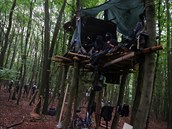 Aktivisté obsadili stromy v lese, který chce vláda vykácet kvli plánovanému...