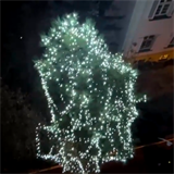 Dagmar Havlová přípravy na Vánoce rozhodně nepodcenila. Ozdobený má i strom na...