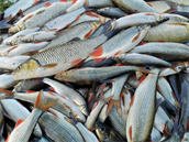 Do kafilerie odvezli rybái více ne 40 tun ryb. Náprava kod v Bev potrvá...