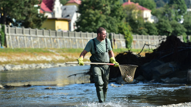 Do kafilerie odvezli rybáři více než 40 tun ryb. Náprava škod v Bečvě potrvá roky.