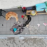 Psi v péči mladé ženy z Olomouce dost trpěli a žili na balkóně. Naštěstí se po...