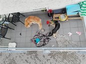 Psi v péi mladé eny z Olomouce dost trpli a ili na balkón. Natstí se po...