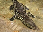 Vémolv krokodýl, který dostal jméno Káko.