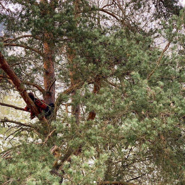Tamara Klusov vylezla na strom a zamyslela se.