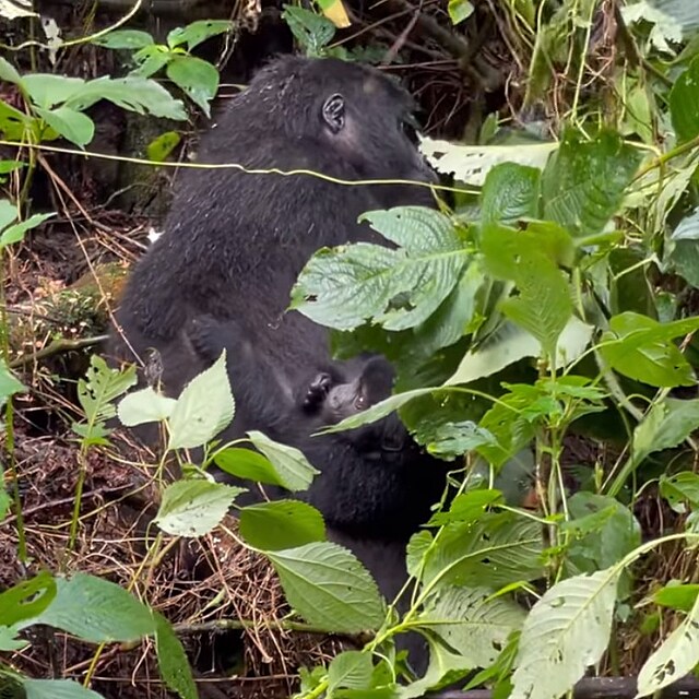 Xindl X vyrazil za gorilami do Ugandy, hudebnk neet superlativy a fot i...