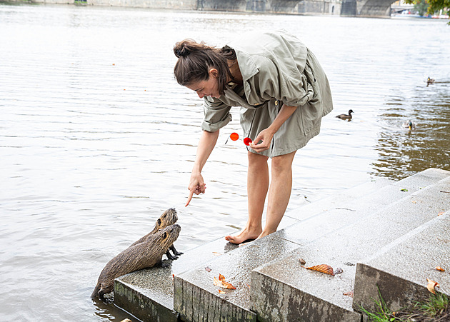 V Uherském Hradišti chystají odlov přemnožených nutrií, může dojít i na odstřel