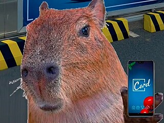 Kapybara z Kauflandu