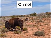 Texaská tiktokerka byla napadena  bizonem v národním parku. Nedržela se...