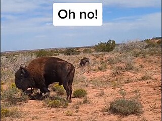 Texask tiktokerka byla napadena  bizonem v nrodnm parku. Nedrela se...