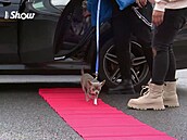 Jan Bendig se psem p�i p�íjezdu