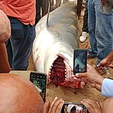V populárním letovisku Hurghada žralok roztrhal ruského turistu, který tam...