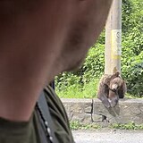 V Rumunsku potkali i medvda.
