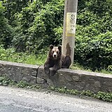 V Rumunsku potkali i medvda.