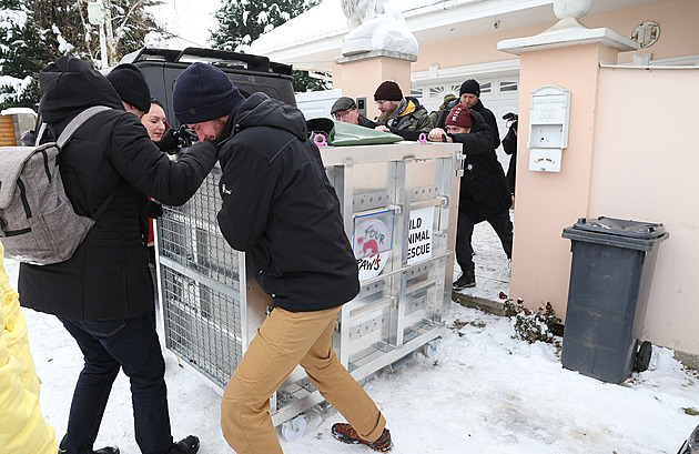 Odvlekli nám člena rodiny, naříká Vémola. Tygřice Ramba skončila v Německu