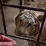 Karlos Vémola se svou milovanou tygřicí.