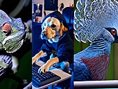 Um�lá inteligence OpenAI Sora