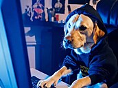 Um�lá inteligence OpenAI Sora