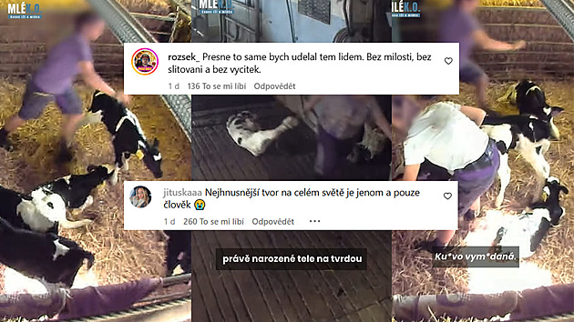 Děsivé záběry týrání krav na farmách: Zaměstnanci je mlátí, hází s mláďaty, či je dusí stoupnutím na krk