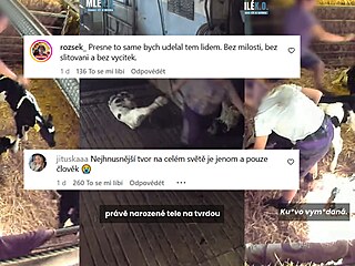 Dsiv zbry trn krav na farmch: Zamstnanci je mlt, hz s mlaty, i...