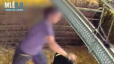 Dsiv zbry trn krav na farmch: Zamstnanci je mlt, hz s mlaty, i je dus stoupnutm na krk