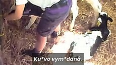 Dsiv zbry trn krav na farmch: Zamstnanci je mlt, hz s mlaty, i je dus stoupnutm na krk