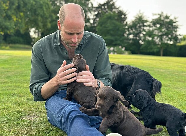 Princ William a princezna Kate odchovali vrh plemene anglick kokrpanl