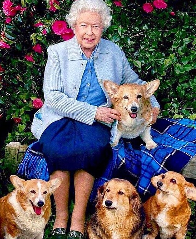 Krlovna Albta II. milovala plemeno welsh corgi